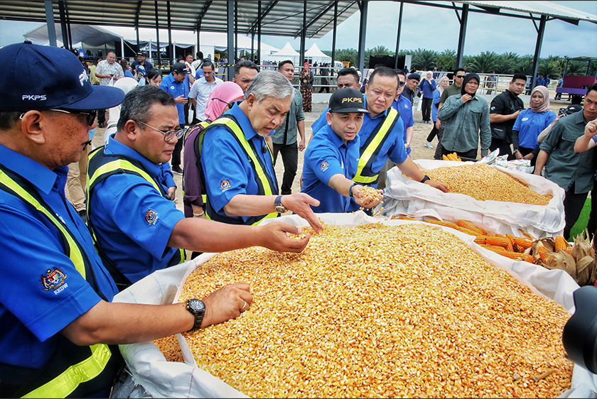 Datuk Seri Ahmad Zahid Hamidi (tengah) ketika melihat bijirin buat ternakan lembu. - Foto PKPS