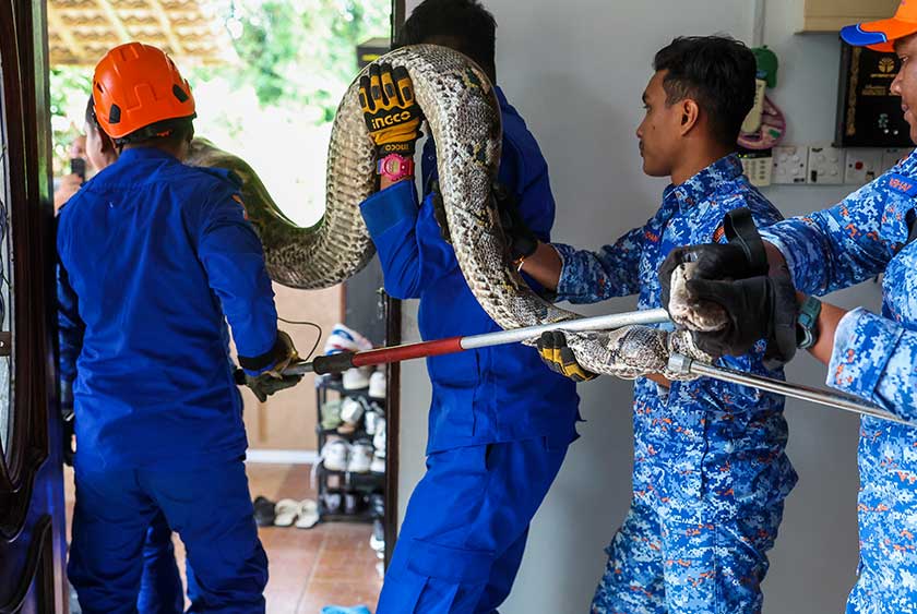 Anggota Angkatan Pertahanan Awam (APM) Pahang menjalankan operasi menangkap seekor ular sawa seberat lebih 80 kilogram (kg) yang terjatuh daripada siling bilik di sebuah rumah di Kampung Kempadang hari ini. - Foto Bernama