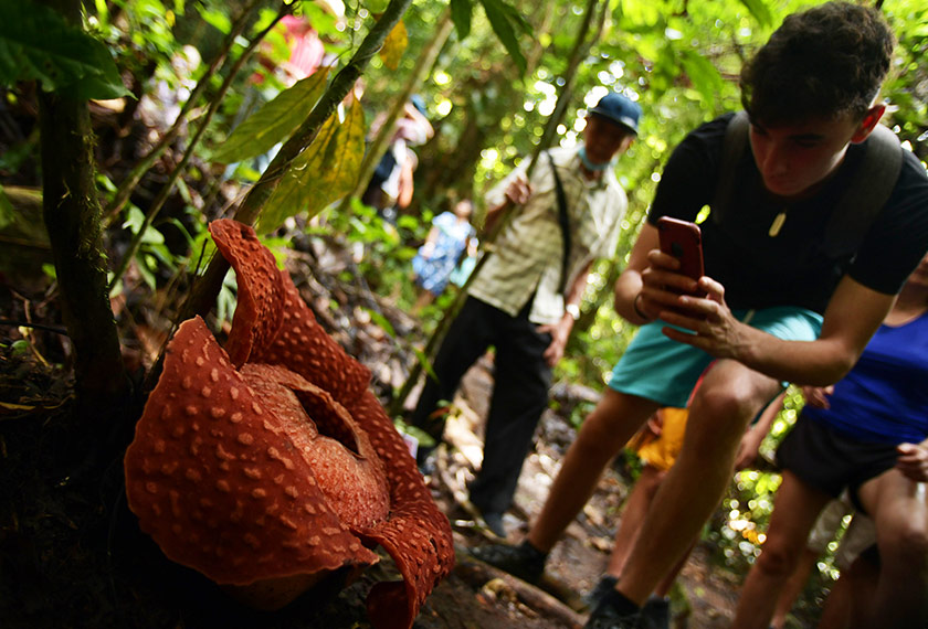 Pengunjung berpeluang mengambil gambar sambil menikmati keindahan bunga Raflesia di Taman Negara Gunung Gading, Sarawak. - Bernama