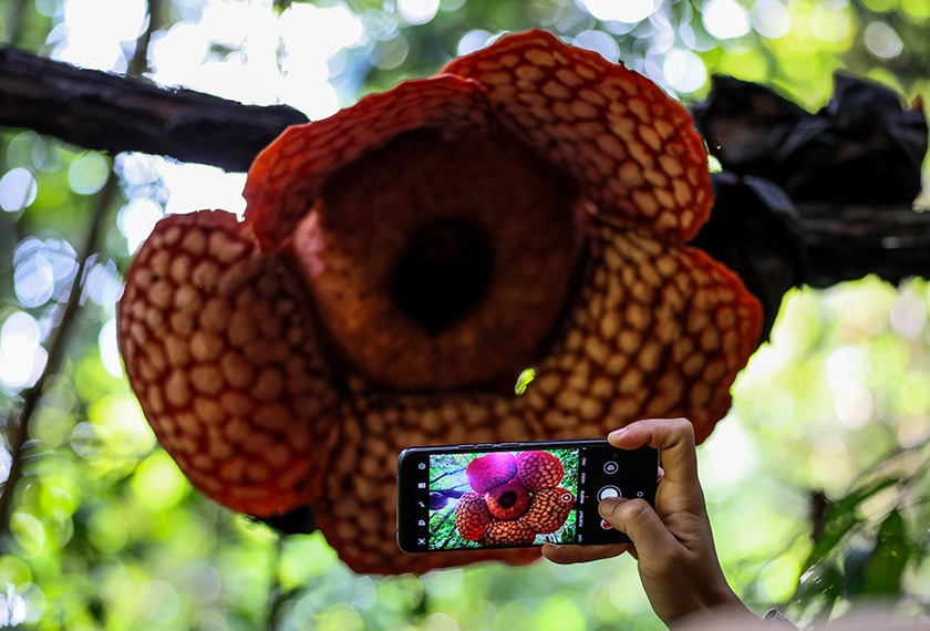 Bunga Pakma atau lebih dikenali sebagai Rafflesia yang mekar berkembang di Hutan Simpan Tembat, Jenagor, Kuala Berang. - Bernama