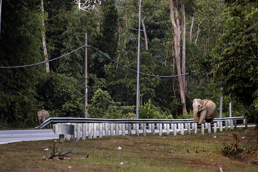 Gajah liar berkeliaran ketika wakil Bernama melalui jalan tumpuan haiwan tersebut di JRTB Gerik-Jeli, 30 Julai 2025. --fotoBERNAMA