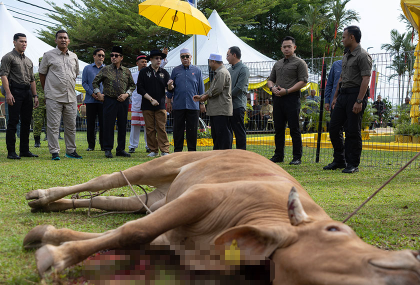 Tengku Mahkota Kelantan Tengku Muhammad Fakhry Petra berkenan mencemar duli menyaksikan penyembelihan lembu pada Program Majlis Korban Jama'ie Majlis Agama Islam dan Adat Istiadat Melayu Kelantan (MAIK) 1446H/2025M di Padang Kompleks Islam Jubli Perak, Sultan Ismail Petra, Panji, di sini. - Foto Bernama
