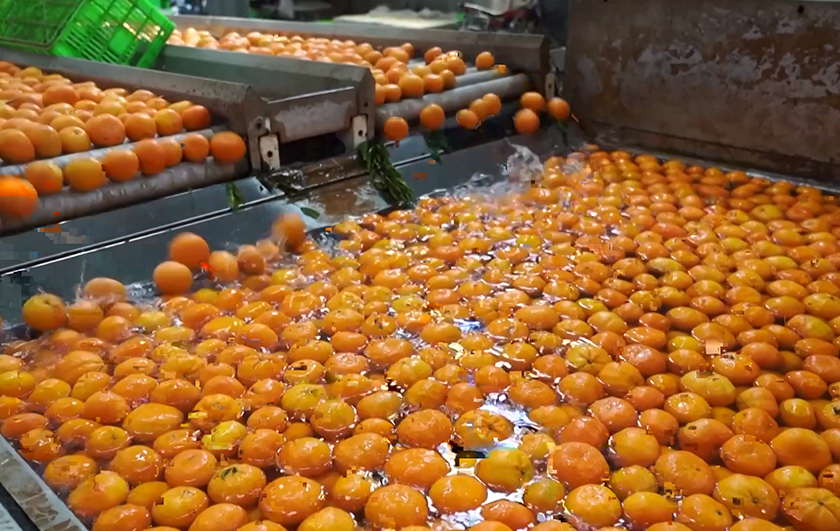 Citrus packaging factory, Dali Bai Autonomous Prefecture, Yunnan Province, southwest China. - Screengrab/CCTV/via REUTERS