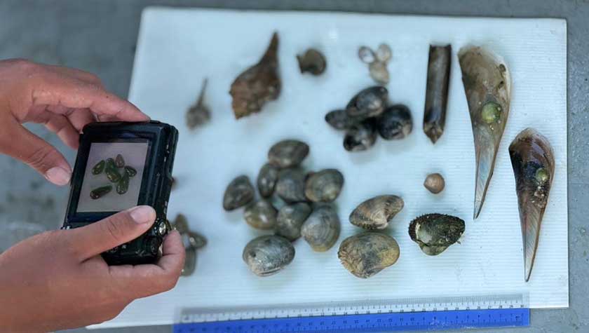 Koleksi kerang, siput dan biota marin lain yang direkodkan penyelidik sebagai sebahagian daripada penilaian biodiversiti Middle Bank. – Gambar Yayasan PETRONAS