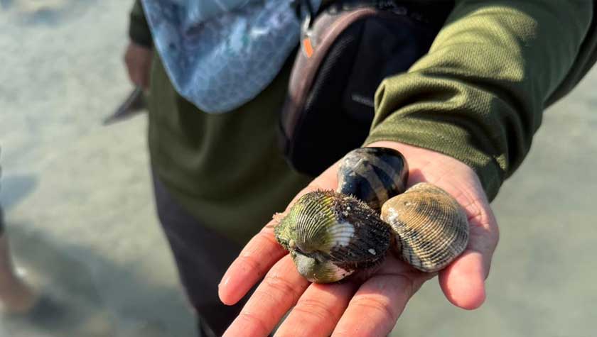 Antara spesies kerang dan siput yang menjadikan kawasan rumput laut Middle Bank sebagai lokasi pembiakan, perlindungan dan sumber makanan. – Gambar Yayasan PETRONAS
