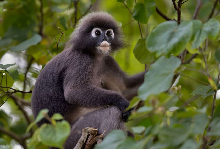 Lutung dianggap sebagai sebahagian ciri menarik daripada kepelbagaian biologi di pulau Langkawi. - Foto LADA