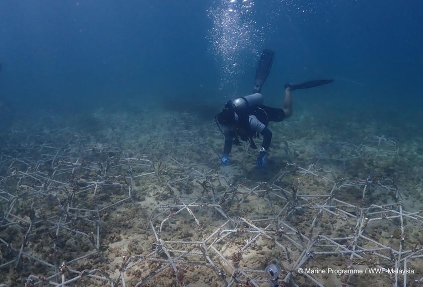 Rangka terumbu (Reef Stars) yang telah diikat serpihan karang dipantau oleh penyelam komuniti terlatih. -  Marine Programme/WWF-Malaysia